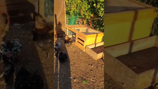 Чёрный петух забил белого?#ухейилюй #кохинхин #карликовыйкохинхин #курочки #загороднаяжизнь #дом смотреть онлайн