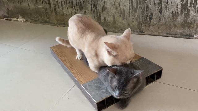 Cat in heat ? || Bơ vs Mum9 || Munchkin Mate || Cat breeding ? смотреть онлайн