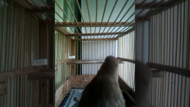 Соловей смотреть онлайн