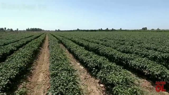 Awesome Jalapeno Chilli Pepper Growing . Jalapeno Pepper Farm And Harvest