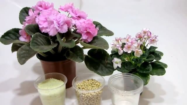 КАК заставить ЦВЕСТИ фиалку шапкой??? ОЧЕНЬ ПРОСТО!!! ВСЕ СЕКРЕТЫ! смотреть онлайн