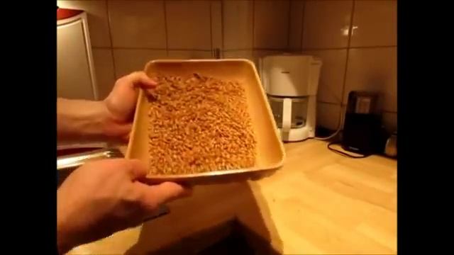Как правильно прорастить пшеницу для еды? смотреть онлайн