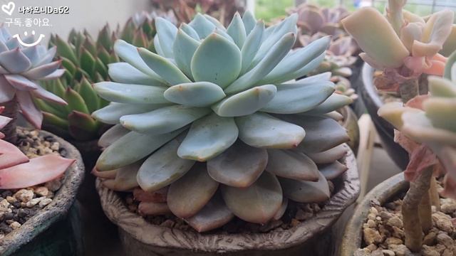 먼로이야기. 먼로 잎이 유난히 핑크색으로 예뻐요. 먼로 잎이 이상해요.먼로다육. succulent.多肉植物.たにくしょくぶつ. смотреть онлайн