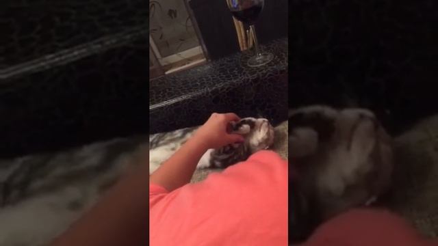 Молитва кошачьему богу смотреть онлайн