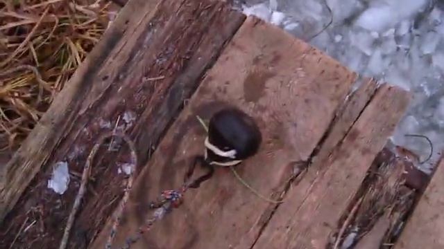 Простой метод аэрации в пруду, или кислород для рыбы зимой. смотреть онлайн