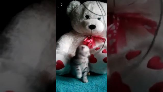 Вислоухие котята Краснодар. смотреть онлайн