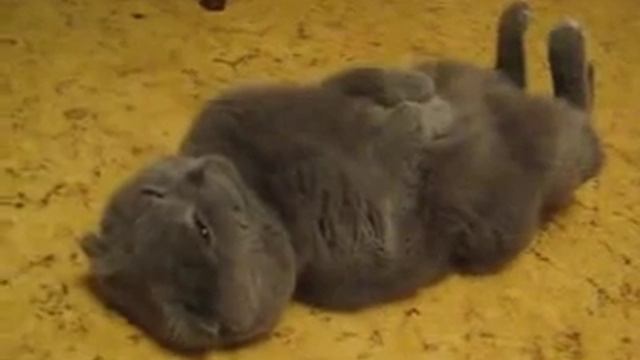 кот йога. умей расслобляться=) смотреть онлайн