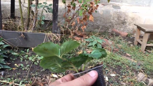 Кассетная Клубника . Снова ошибки смотреть онлайн