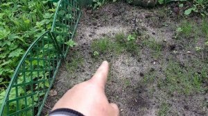 Эксперимент С Посадкой Газона Сеем Газон На Сорняки