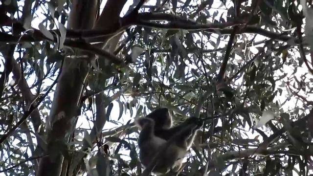 дикие австралийские коалы смотреть онлайн