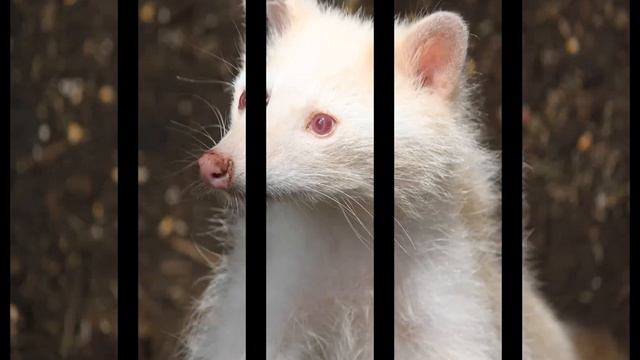 Топ ЖИВОТНЫЕ Альбиносы 2019 смотреть онлайн