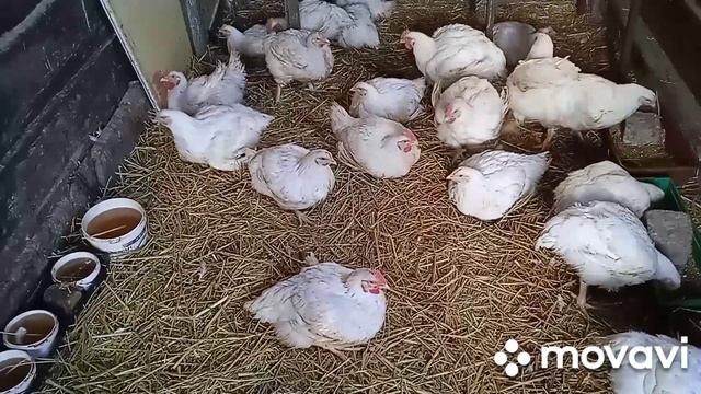 Бройлер Арбор Айкрес в 54 дня.