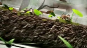 Татонка серия 3 Самый отважный трусишка