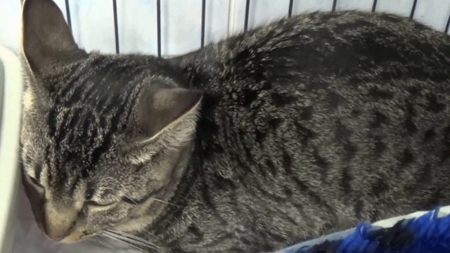 Тоша преданный друг/Tosh loyal friend смотреть онлайн