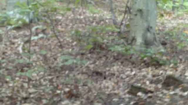 Boletus reticulatus - RASPUCANI VRGANJ 2016 смотреть онлайн