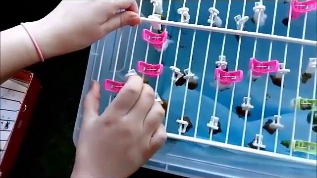 Как рождаются бабочки? смотреть онлайн