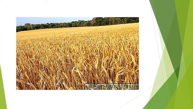 Акталган дан буурчак жана макарондон жасалуучу тамактар