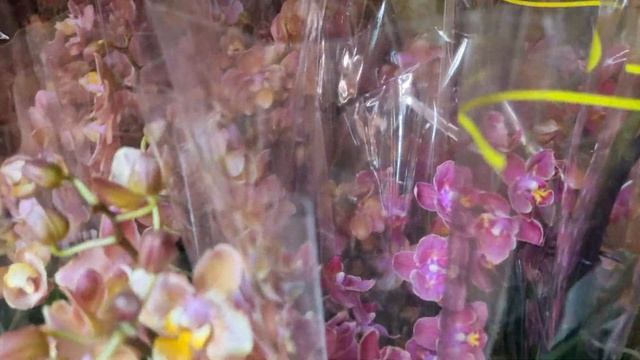 Новая поставка орхидей 01.11.2022, отправка почтой, w/a +7 918 033-63-27 смотреть онлайн