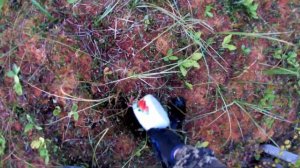 Сбор клюквы 2020год.