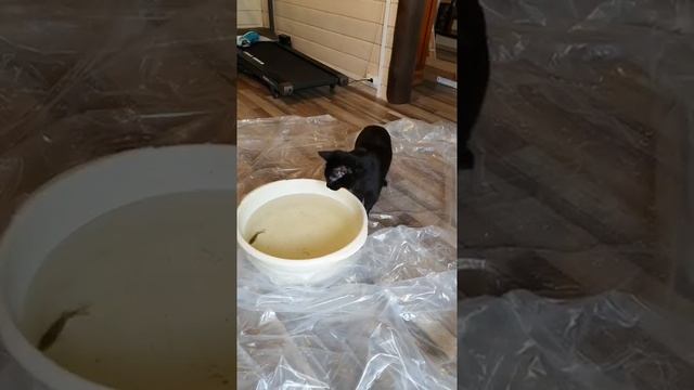 ЧАУЗИ F1! ЧАУЗИ ЛОВИТ РЫБУ! КОТ РЫБОЛОВ!