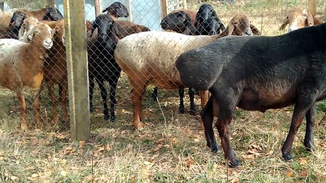 Статная походка гиссарского барана смотреть онлайн