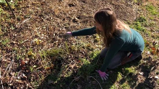 How to do the “mow in place” method and direct seed in January смотреть онлайн