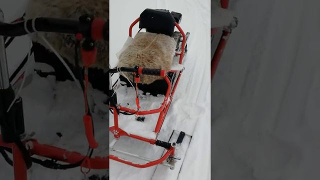 Катаемся на Хаски во дворе! смотреть онлайн