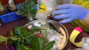 22.АДЕНИУМЫ!УКОРЕНЯЮ  ВЕРХУШКИ АДЕНИУМОВ В ПЕРЛИТЕ ПОСЛЕ ОБРЕЗКИ!РАЗМНОЖАЮ СТЕБЛЕВЫМ ЧЕРЕНКОВАНИЕМ!