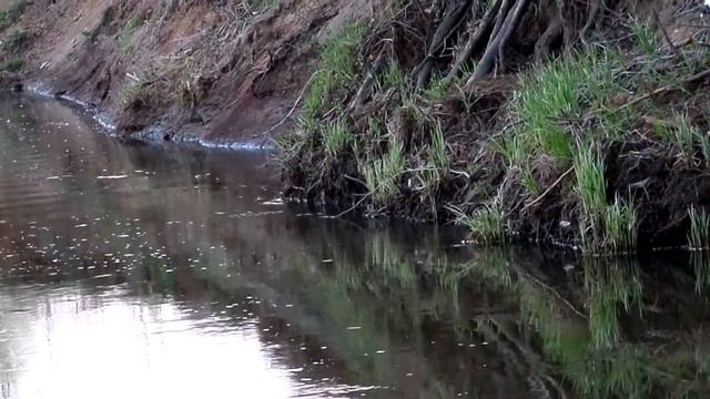 встреча с бобром на рыбалке. смотреть онлайн
