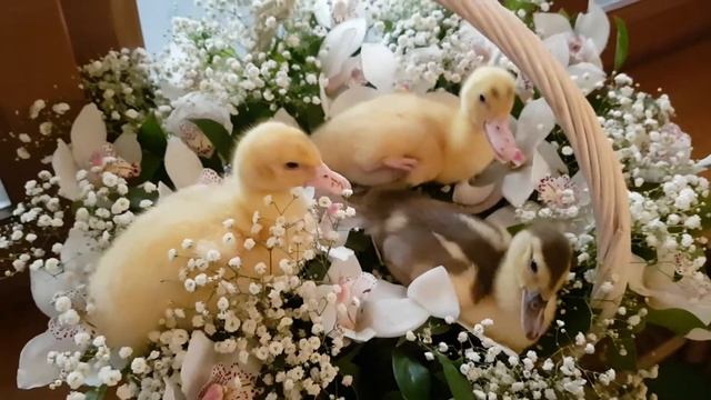 Утята на праздник. Минизоопарк на мероприятие