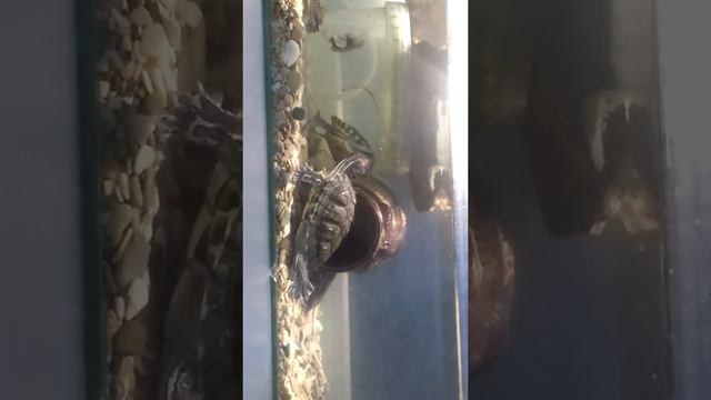 Черепашка заигрывает смотреть онлайн