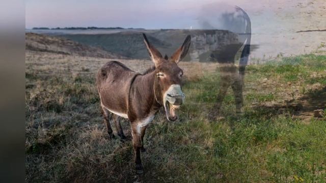 В чем разница между ослом и ишаком? смотреть онлайн