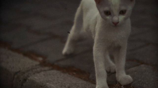 Summer Mood Video смотреть онлайн
