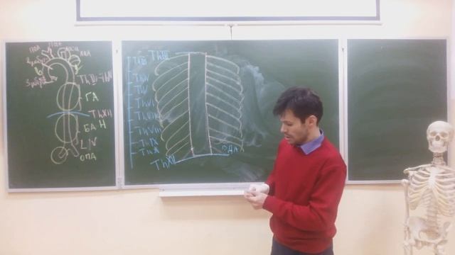 Артерии большого круга кровообращения.mp4 смотреть онлайн