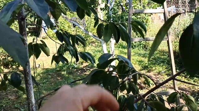 Сигналки. Слива Емпрес, хурма Росіянка,нектарин Донат,журавлина. смотреть онлайн