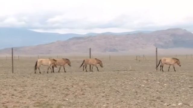 LOSHAD RUS смотреть онлайн
