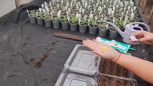 сеем цинерарию и бархатцы 04.01.23 смотреть онлайн