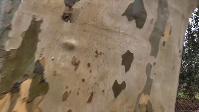 Снова шаримся вокруг церкви в Бадзалцуфлене смотреть онлайн