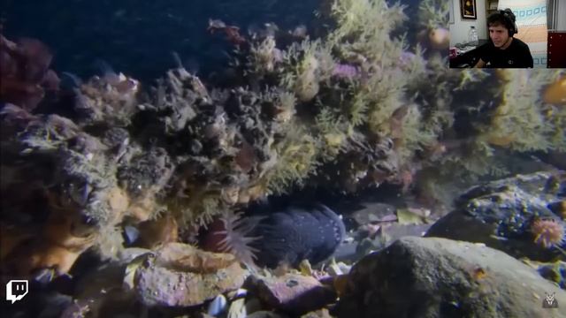 DOUGLAS REACCIONA AL ICEBERG DE LOS ANIMALES MAS TERRORIFICOS смотреть онлайн