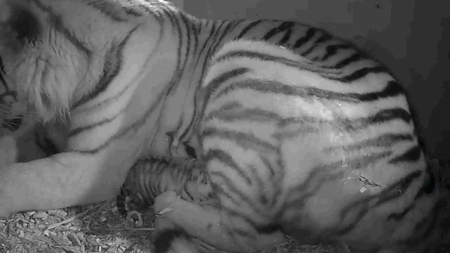 Birth of Rare Amur Tiger Cubs at Banham Zoo смотреть онлайн