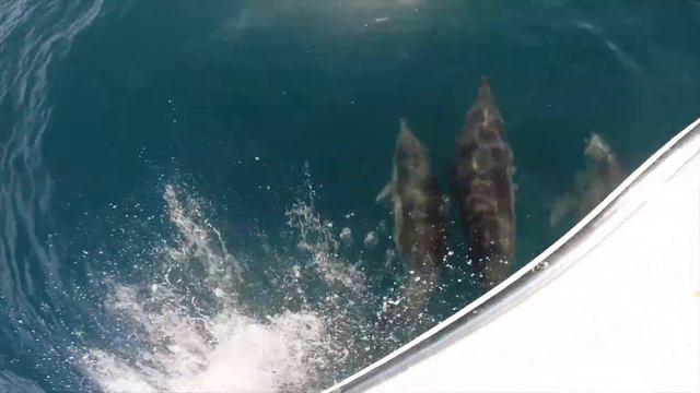 дельфины в Чёрном море. Красивые Кадры. смотреть онлайн