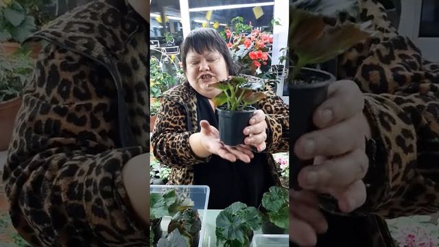 полив и подкормка бегоний смотреть онлайн