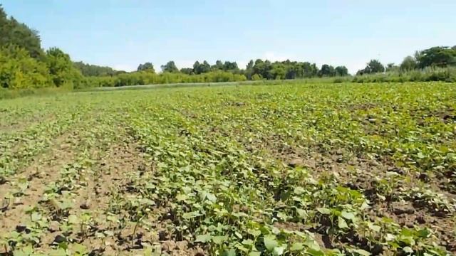 Посевы гречихи соседа пчеловода смотреть онлайн