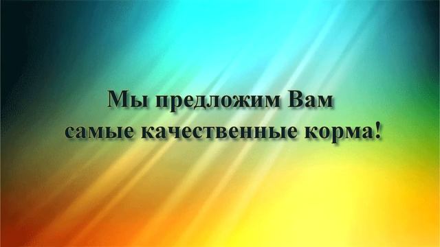 Чем кормить собаку? Чем кормить кота? смотреть онлайн
