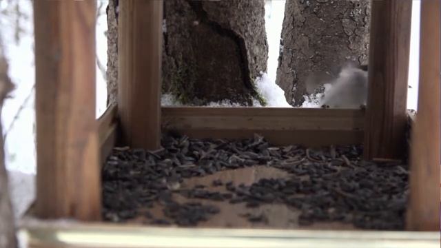 На Таганае начали подкармливать птиц смотреть онлайн