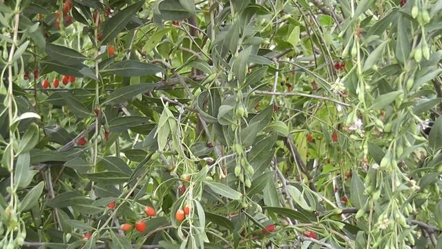 Годжи обильно плодоносит смотреть онлайн