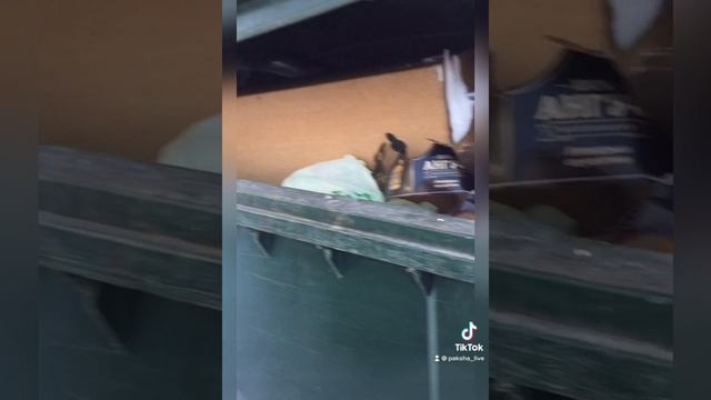 Люди сошли с ума!Чем люди заполняют мусорные баки в Новой Москве/Новые Ватутинки смотреть онлайн