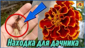 Бархатцы как удобрение Великолепные Сидераты и зеленое удобрение Настоящая Польза в Саду и Огороде