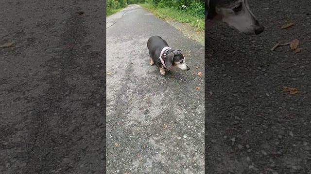 Malgré Un Immense Lipome Lucky A Une Vie De Chien Agréable. La Poussette Lui Permet Des Sorties ☀️