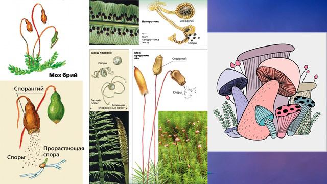 §18 "Бесполое размножение", Биология 6 класс, Сивоглазов смотреть онлайн